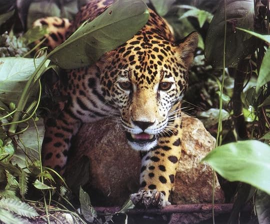 http://juliette66.edublogs.org/files/2010/08/jaguar.jpg