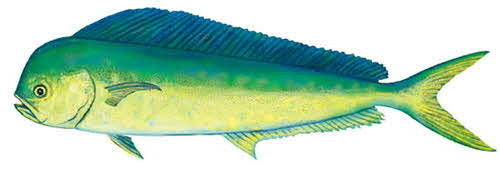 Mahi Mahi or Dolphin Fish