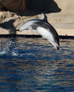 Dolphin Mammal
