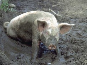 Mud Run 
