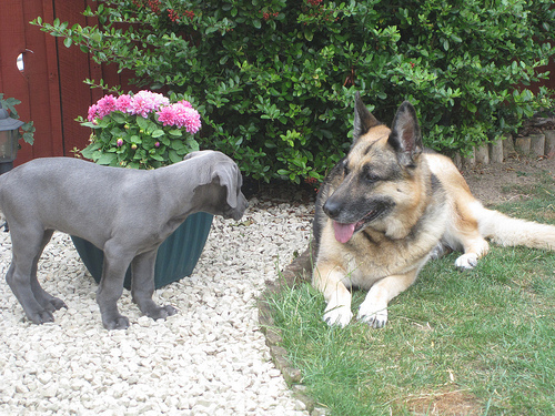 Pepsi and Pup