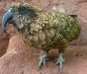 kea 290 Parrots Get In On the Identity Theft Game funny dog blog