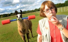 llama dog training Llamas Top Dogs in Obedience Class funny dog blog