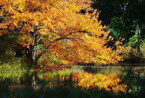 georgetown_giant_tree_7634.jpg picture by cynthialord2005