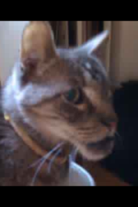 Digitchin