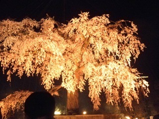 京都夜桜