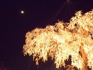 京都夜桜２