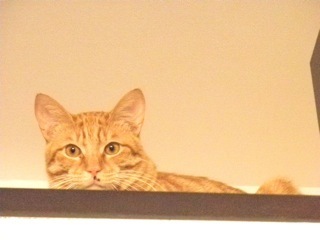 ヒロ様にゃんこ１