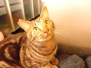 ヒロ様にゃんこ２