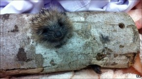 hedgehoginlog Hedgehog Too Fat For Log funny dog blog