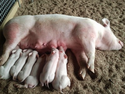 Sow with piglets