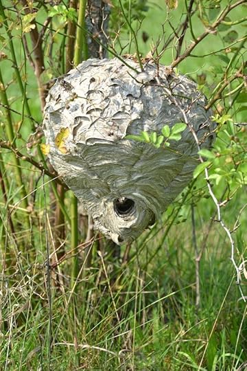 BaldfaceHornetNest