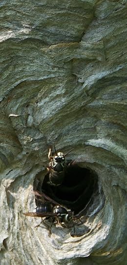 BaldfaceHornetDoorway