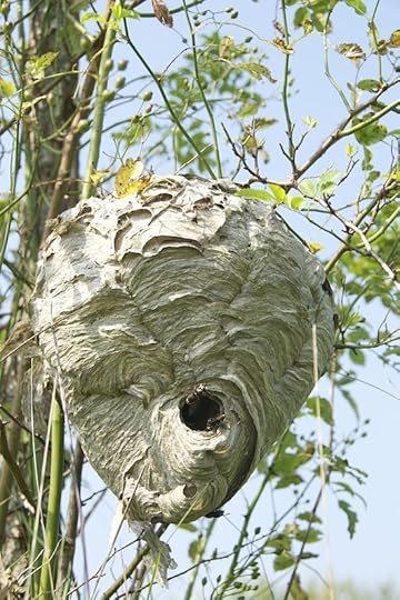 BaldfaceHornatNest2