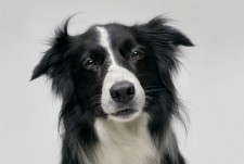 Bolo