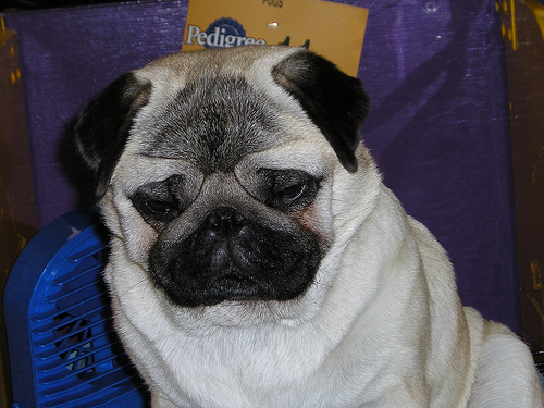 pug