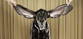 dogwithlargestears New Record Holder for Largest Dog Ears funny dog blog