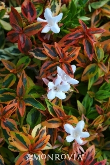 2834-kaleidoscope-abelia-close-up