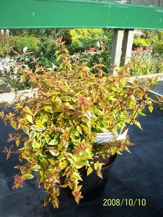 4536173318_6e8bd1f684_z