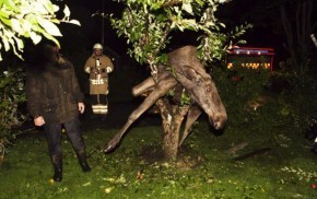 mooseintree Drunk Moose Passes Out In Tree funny dog blog