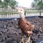 Rhode Island Red. Poor thing.