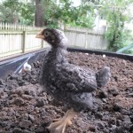A Barred Plymouth Rock. Beginning to show its black-and-whites.
