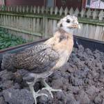 The Ameraucanas are pretty shy. Blue feet!