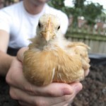 I love the Buff Orpington. Here, my friend Drew holds her for the camera. Annoyed.