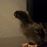 Barred Plymouth Rock. They'll be stunning when they're older.
