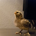 Another Ameraucana. She's the prettiest.