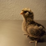 An Ameraucana. These are Josh's faves.