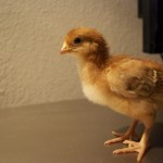 Rhode Island Red. She's a biggie.