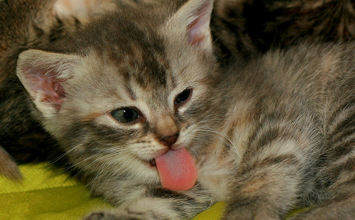 Kisa