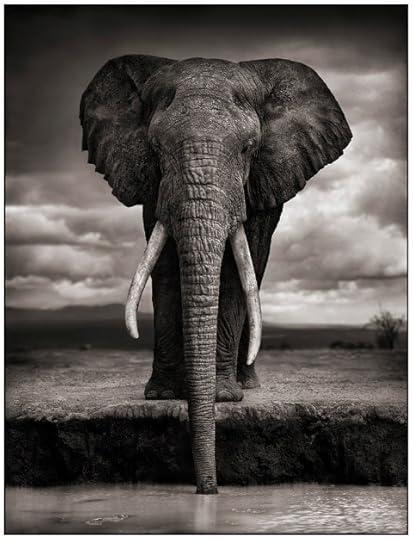 Nick Brandt - Elephant Drinking, Amboseli 2007. Courtesy of Source Photographica.
