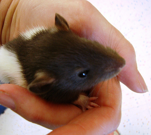 5 week old rat
