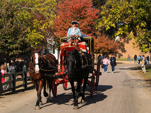 horse and carriage -colonial williamsburg