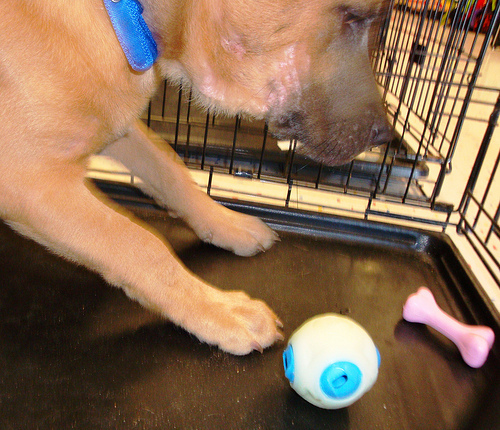 Decisions decisions...Pup with toys