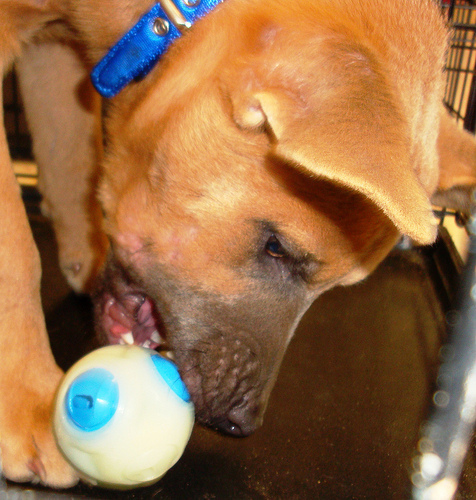 Pup with Ball