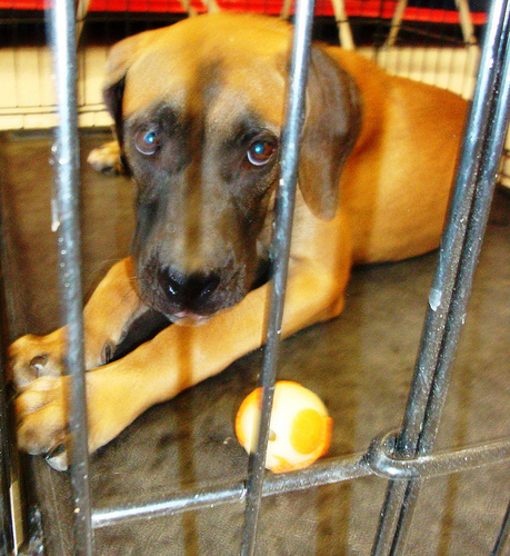 pup with ball