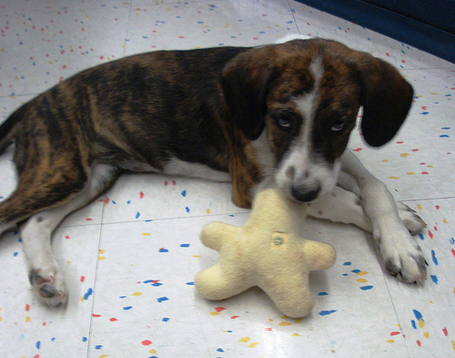 pup with toy