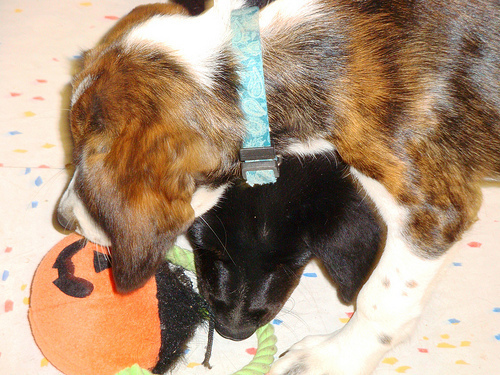 2 pups argue over toy
