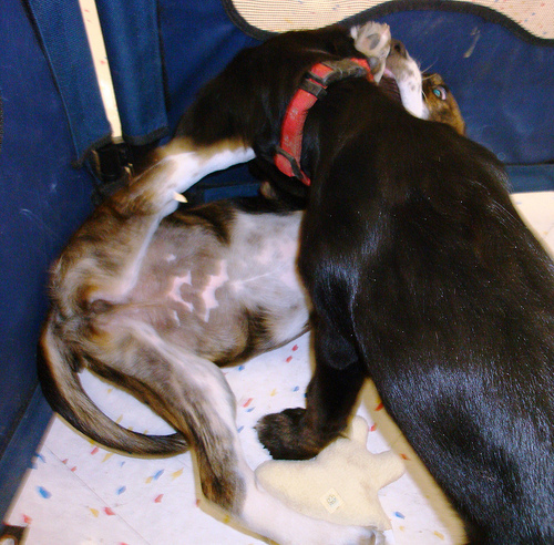 2 pups wrestle