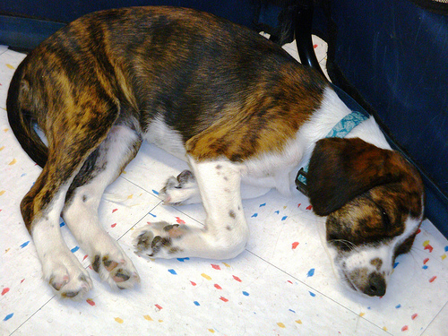 Sleepy pup