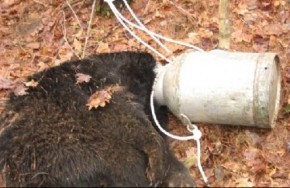 Bear 290x188 Bear Fails Pottery Class funny dog blog