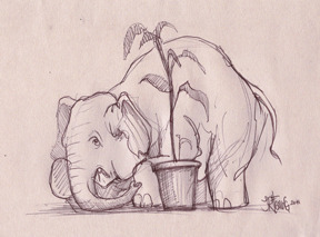 Elephant