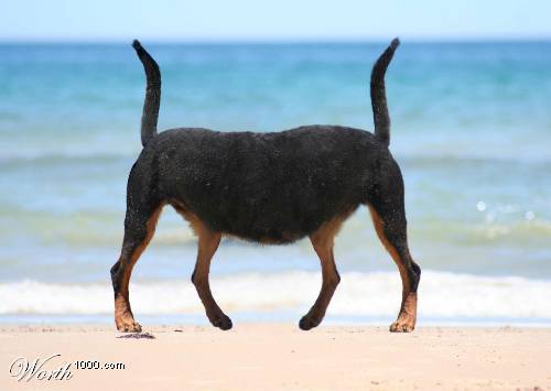 http://1.bp.blogspot.com/-TYJynUQTlyc/TnKNYURtgUI/AAAAAAAADnQ/CXnZyzSVQ10/s1600/Dogtail.jpg