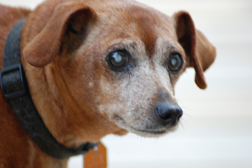 old dog