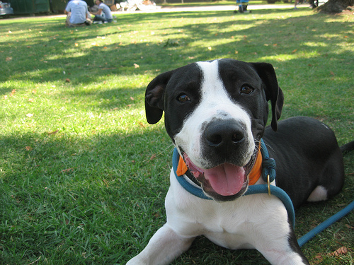 Here is the exact moment when I fell in love with this dog.