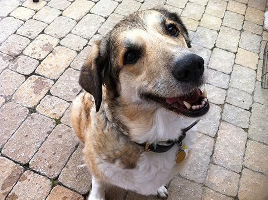 Sis's dog #2: Roxie (Roxy?).