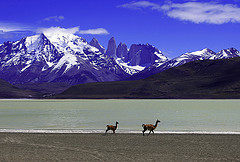 Chile llamas